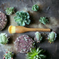 BB Luxury Makeup Brushes Walnut Wood Handles (Sold Individually)